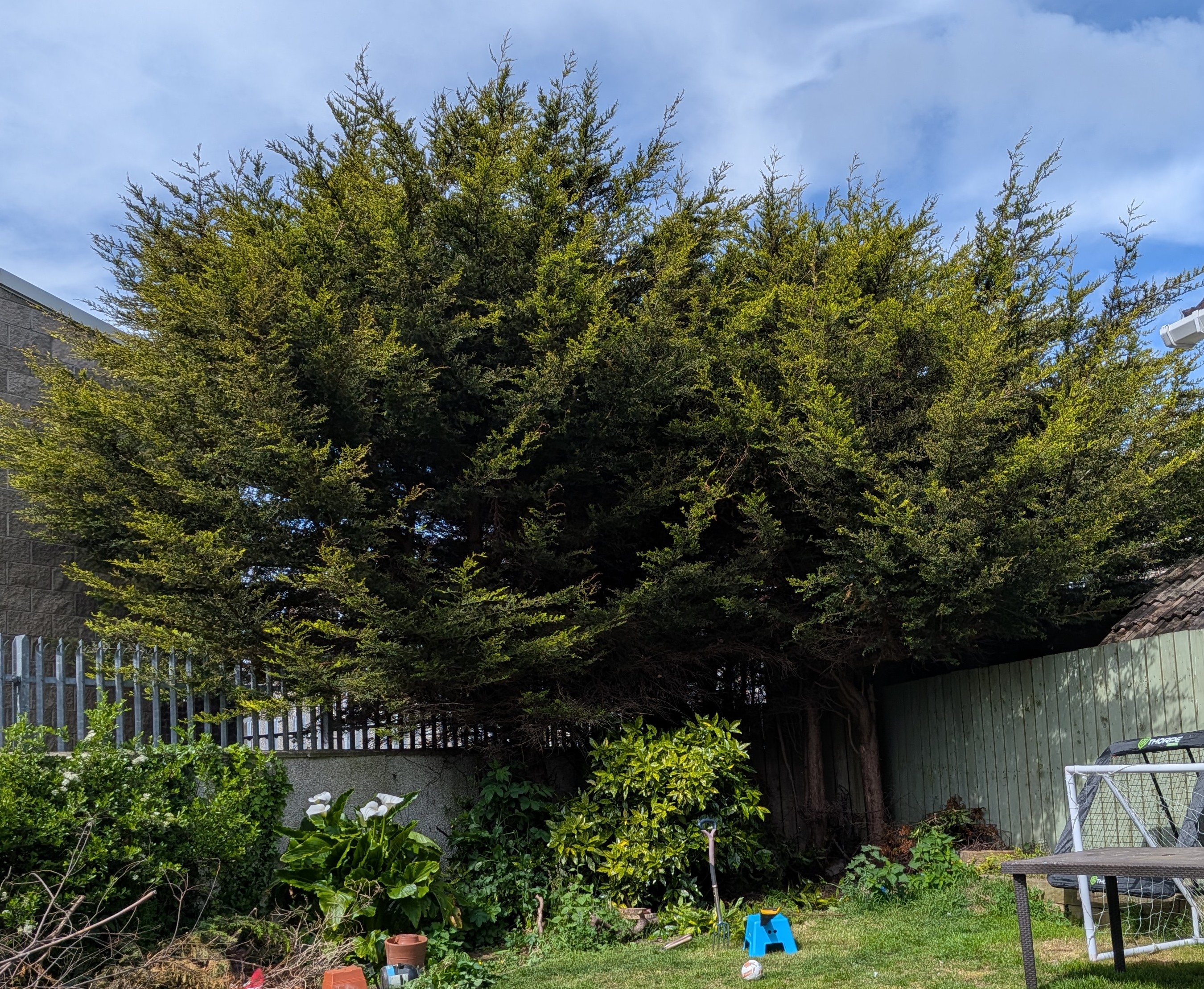 Overgrown conifer trees